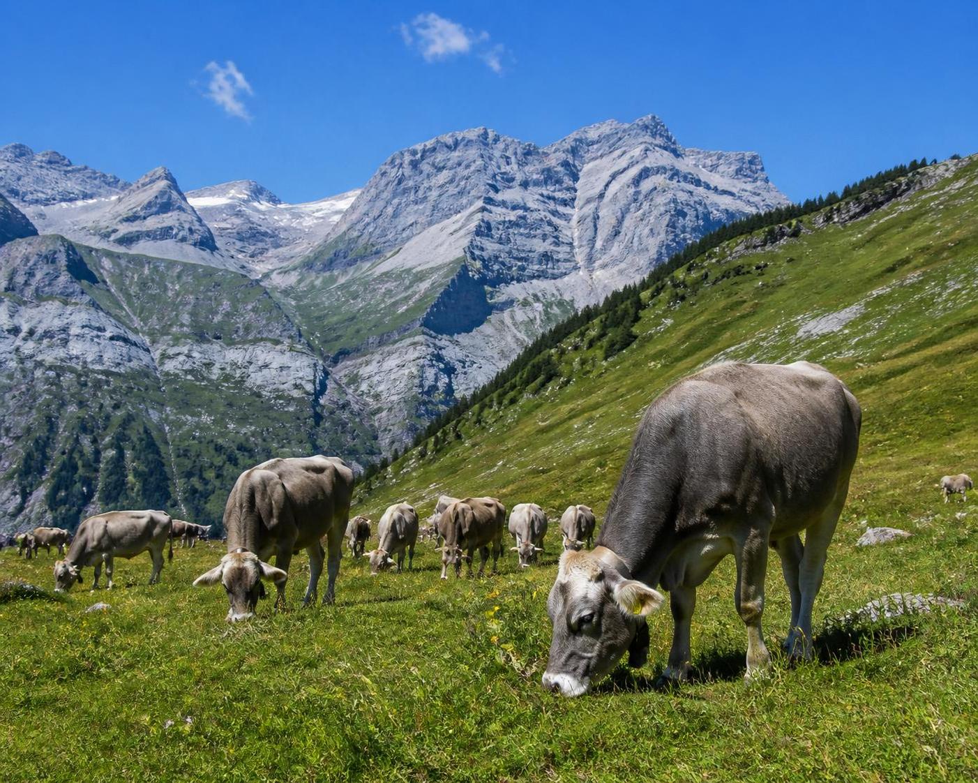 découvrez l'origine et les caractéristiques de la vache grison, une race bovine reconnue pour sa robustesse et sa qualité laitière.